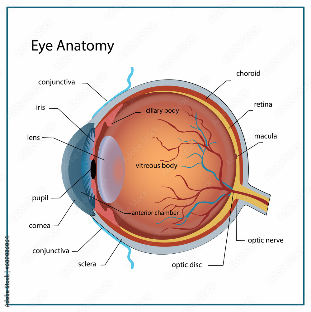 Eye anatomy with labeled structure scheme for human optic outline ...