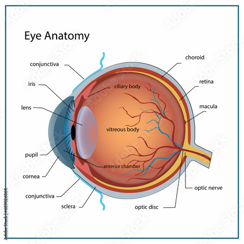 Eye anatomy with labeled structure scheme for human optic outline diagram. Educational physiological and medical sight infographic with side and front view for retina lens study vector illustration.