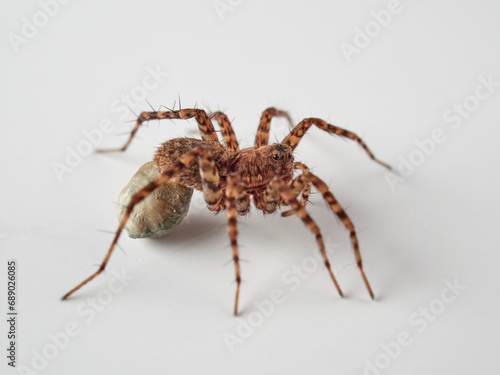 Wolf spider with eggs on the abdomen on a white background