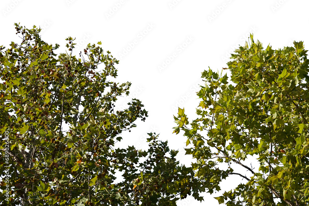 Close up leaves green tree isolated on white background Close up leaves green tree isolated on white background