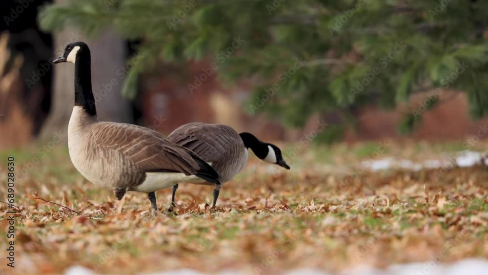 Canadian Geese Rummaging for Food in Leaves in Colorado During Winter Snow Season Canadian Geese Rummaging for Food in Leaves in Colorado During Winter Snow Season