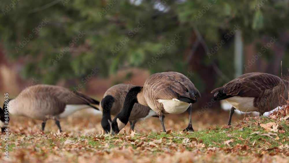 Wild Geese Scavenging For Food In Leaves In Boulder Colorado Wild Geese Scavenging For Food In Leaves In Boulder Colorado