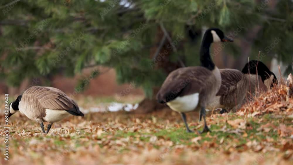 Canadian Geese Walking Looking for Food Canadian Geese Walking Looking for Food