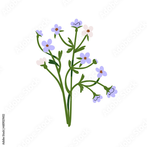 Forget-me-nots, field flower. Scorpion grasses, meadow floral plant. Gentle fragile wildflower. Beautiful blossomed blooms. Botanical decoration. Flat vector illustration isolated on white background