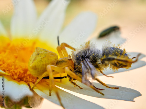 Yellow crab spider hunting a bee on a flower. Thomisus onustus