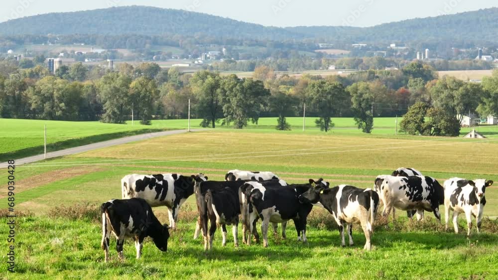 Cattle in rural USA. Aerial view of Holstein cows grazing in green pasture in summer. Cattle in rural USA. Aerial view of Holstein cows grazing in green pasture in summer.