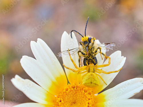 Yellow crab spider hunting a bee on a flower. Thomisus onustus photo