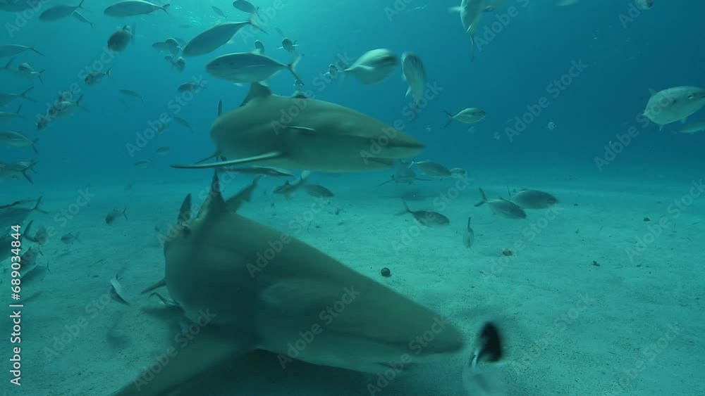Lemon sharks approach the camera in a close-up view, showcasing their menacing teeth and offering a thrilling encounter with these fascinating marine predators. Lemon sharks approach the camera in a close-up view, showcasing their menacing teeth and offering a thrilling encounter with these fascinating marine predators.