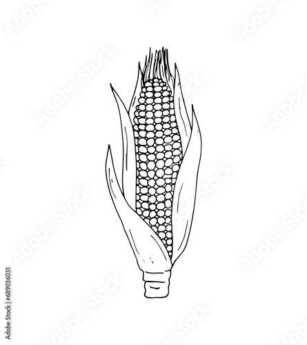 Hand-drawn Corn. Botanical drawing of field maize stalk with leaf. Corn cobs and grain. Botanical vector illustration isolated on a white background.