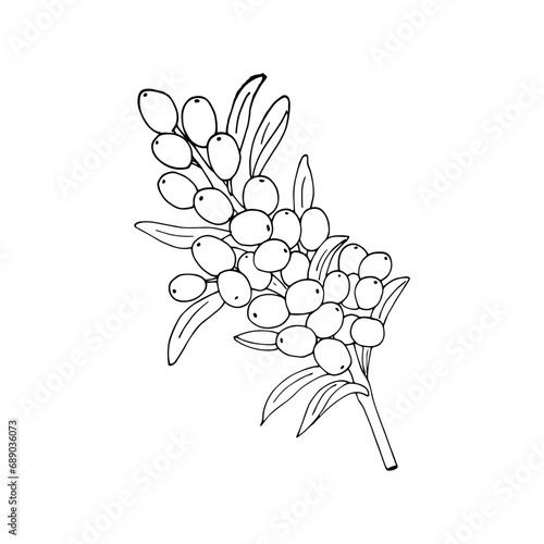 Sea buckthorn branch with berries and leaves isolated on a white background. Hand-drawn natural plant twigs with fresh seabuckthorn fruits, vector illustration.