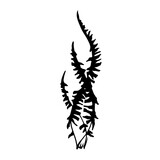 Seaweed silhouette.Sea grass doodle.Vector graphic.