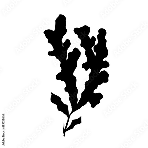 Seaweed silhouette.Sea grass doodle.Vector graphic.