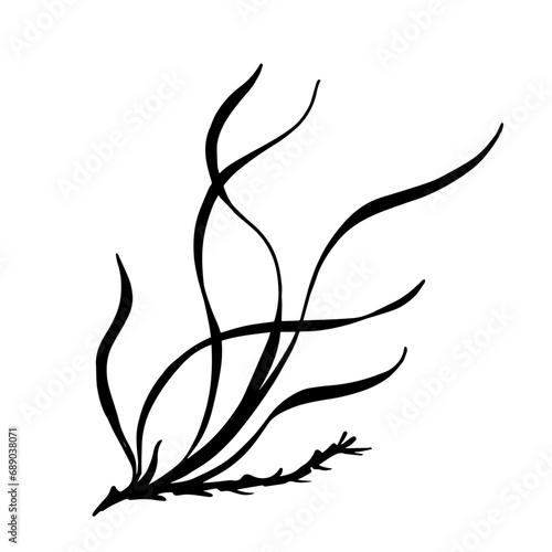Seaweed silhouette.Sea grass doodle.Vector graphic.