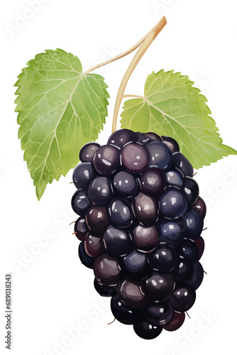 Single blackberry with leaves