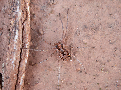 Ground spider on a dry ground. Genus Thanatus