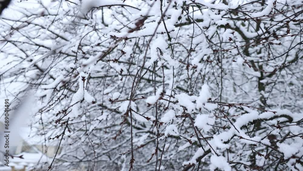 First fluffy snow covered branches of trees. First fluffy snow covered branches of trees.
