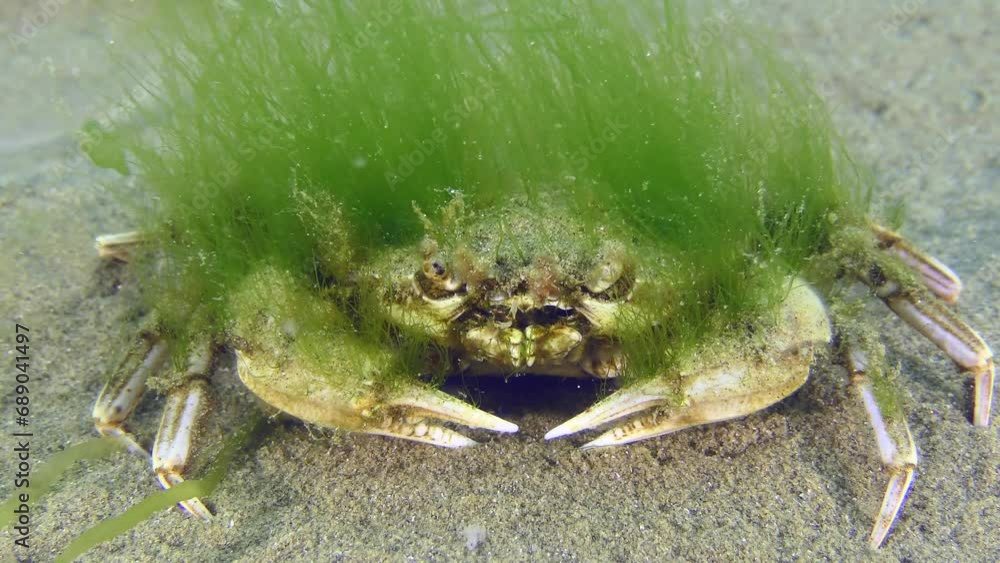 Green algae grown on the shell serve as a good camouflage for the Flying swimming crab (Liocarcinus holsatus). Green algae grown on the shell serve as a good camouflage for the Flying swimming crab (Liocarcinus holsatus).