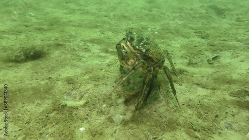 Green crab or Shore crab (Carcinus maenas) walks along the sandy bottom then stops.