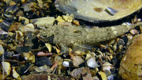 Risso's dragonet (Callionymus risso) on seabed covered with shells, top view. photo