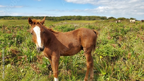 horse and foal