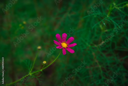 soft focus macro photography of garden floral dusk colors and lighting close up scene with pink blossom flower and blurry saturated green background space
