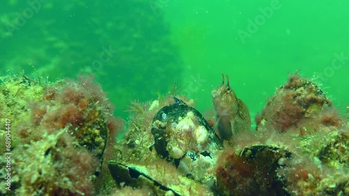 Male Tentacled blenny (Parablennius tentacularis) and goby among mussel shells. photo