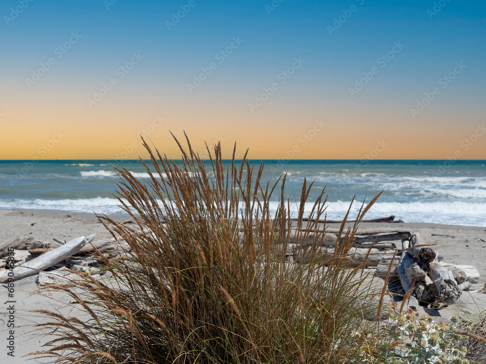 Dune grass on the natural beach on the Adriatic Sea in Italy