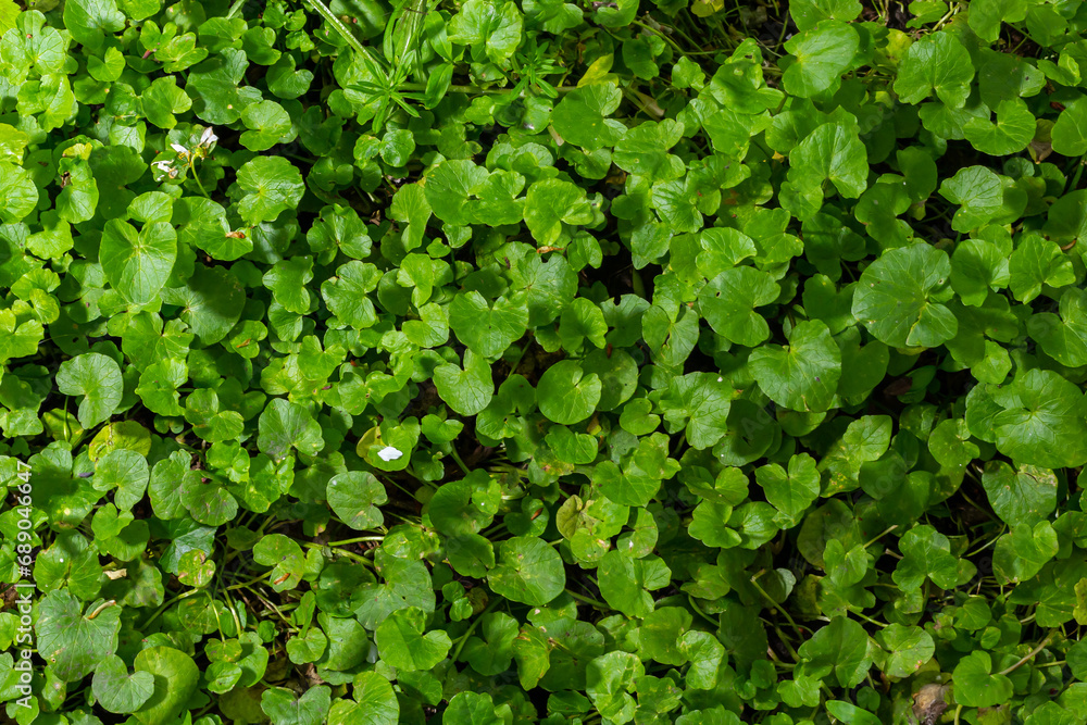 Green leaf texture. Green leaves pattern background. Natural background and wallpaper