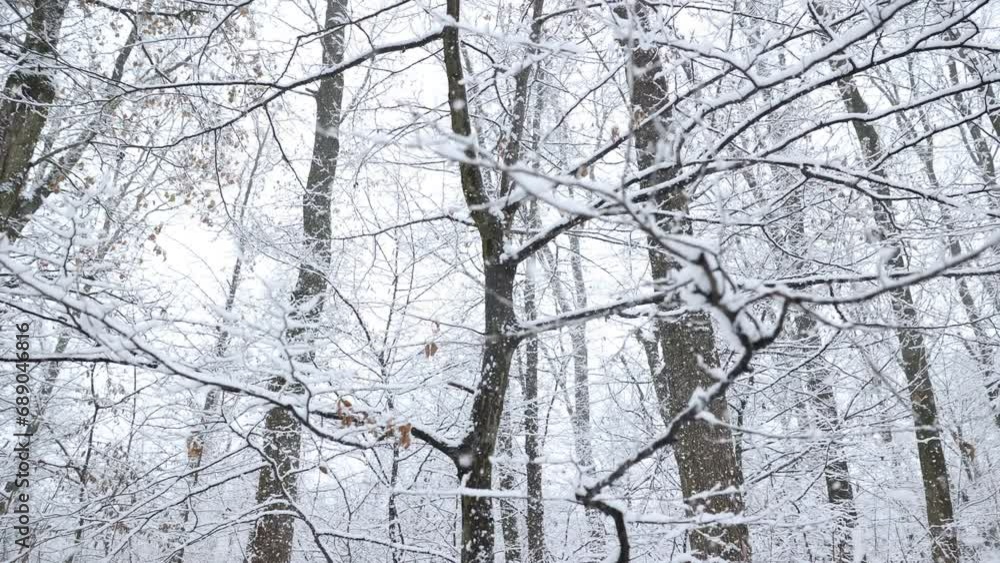 Snow is falling down from the covered branches. Winter scenery. Snow is falling down from the covered branches. Winter scenery.