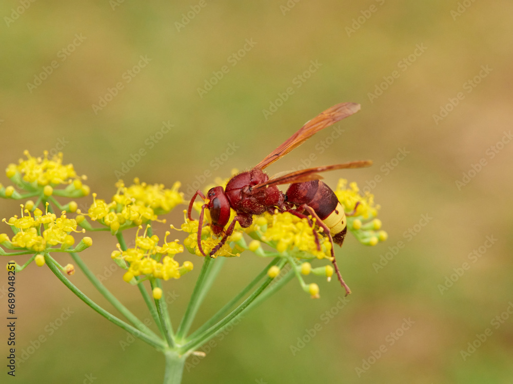 Invasive Asian wasp on a flower. Vespa orientalis. Invasive Asian wasp on a flower. Vespa orientalis.