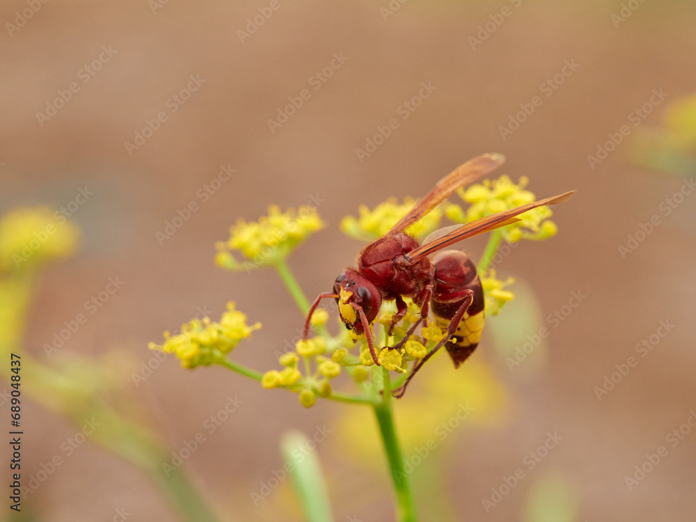 Invasive Asian wasp on a flower. Vespa orientalis. Invasive Asian wasp on a flower. Vespa orientalis.