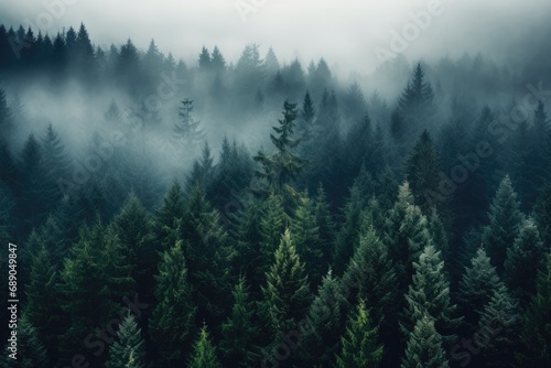 An enchanting evergreen forest covered in fog, creating a mystical winter landscape with a touch of vintage charm. photo