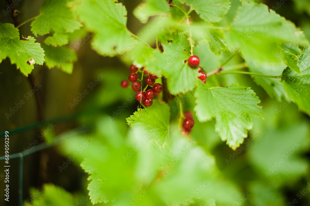 red currant bush red currant bush