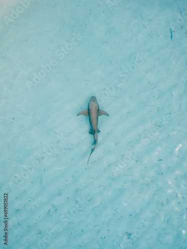 фотографія Nurse shark in transparent ocean on shallow water. Aerial view