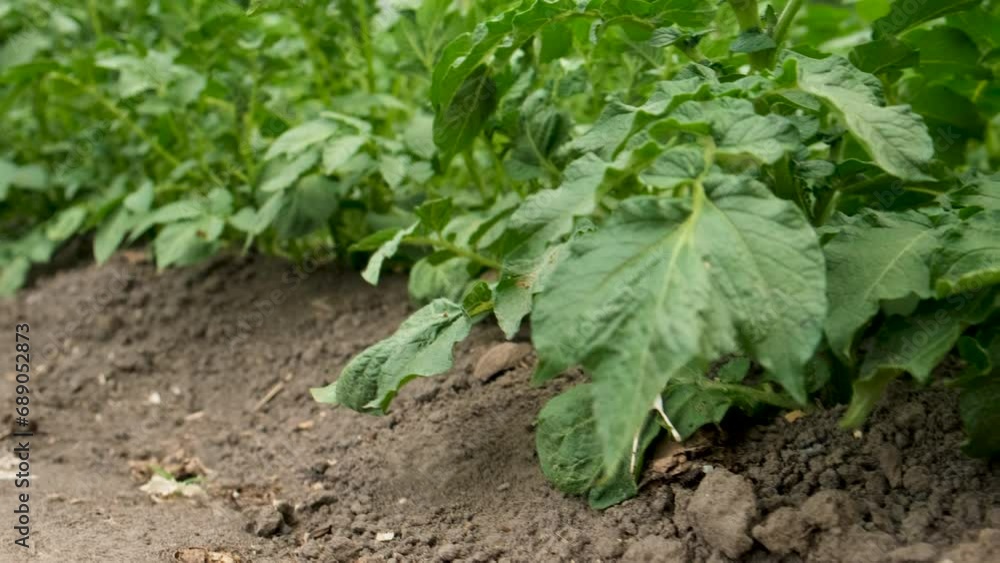potatoes growing in the garden. Selective focus. potatoes growing in the garden. Selective focus.