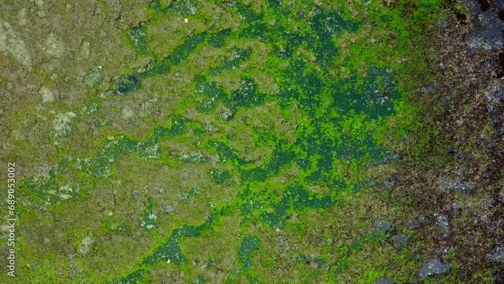 texture of the grass texture of the grass