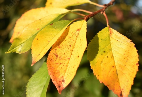 autumn leaves on a tree