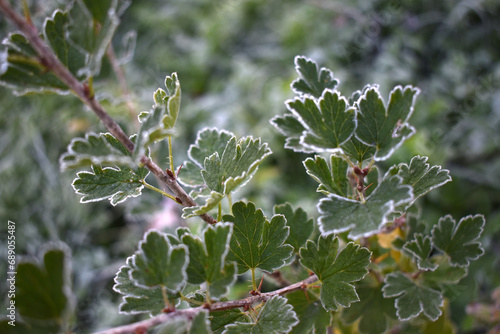 frost on branches