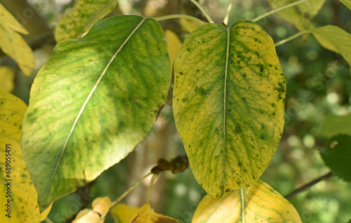 green leaves in autumn