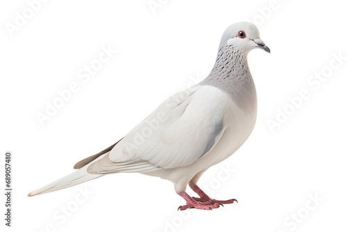 Elegant Dove Soars Gracefully Above on a transparent background