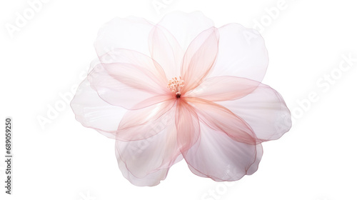 Set of airy  soft  elegant petals  small flowers  isolated on transparent background PNG file.