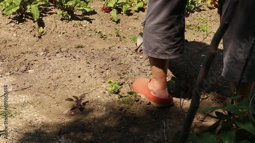 Child is helping his grandmother in the garden - sowing seeds to grow own vegetables 