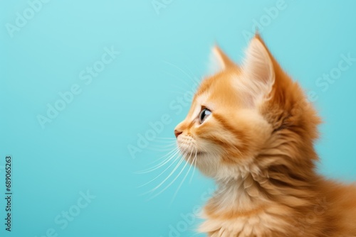 Cute ginger kitten on blue background with copy space. Studio shot.