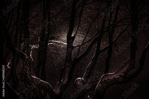 Zimowe drzewa © Jolanta Olszewska