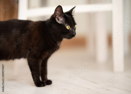 kot czarny © Jolanta Olszewska
