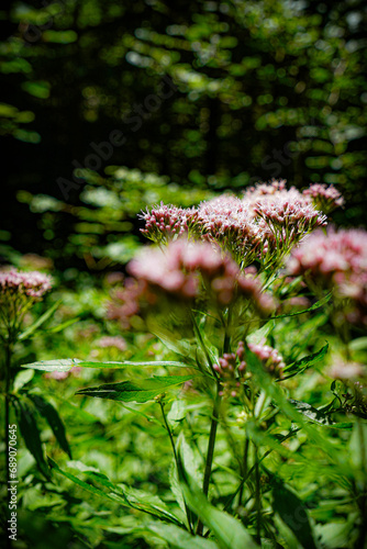 flowers in the garden