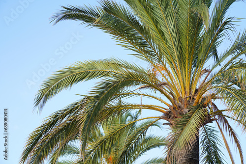 Green leaves and fruits of the date palm. Palm tree background. Jungle objects set.