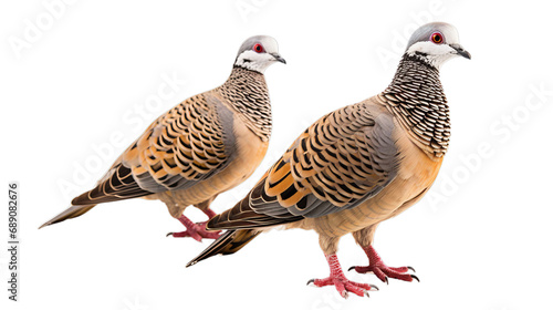 Two Birds Standing Together on a White Surface on a transparent background PNG
