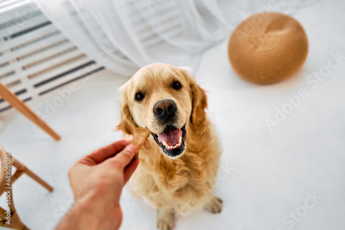 Care for pet. Crop of male hand offering treat cookie to obedient golden retriever. Adorable adult dog receiving reward from male keeper during common time spending at home. photo