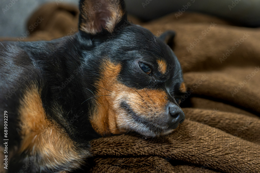 犬 犬